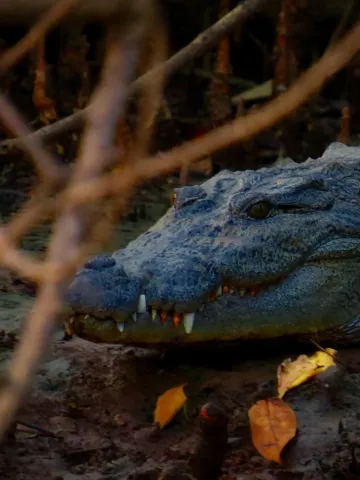 A crocodile spotted in the Mangroves of Goa, India.
