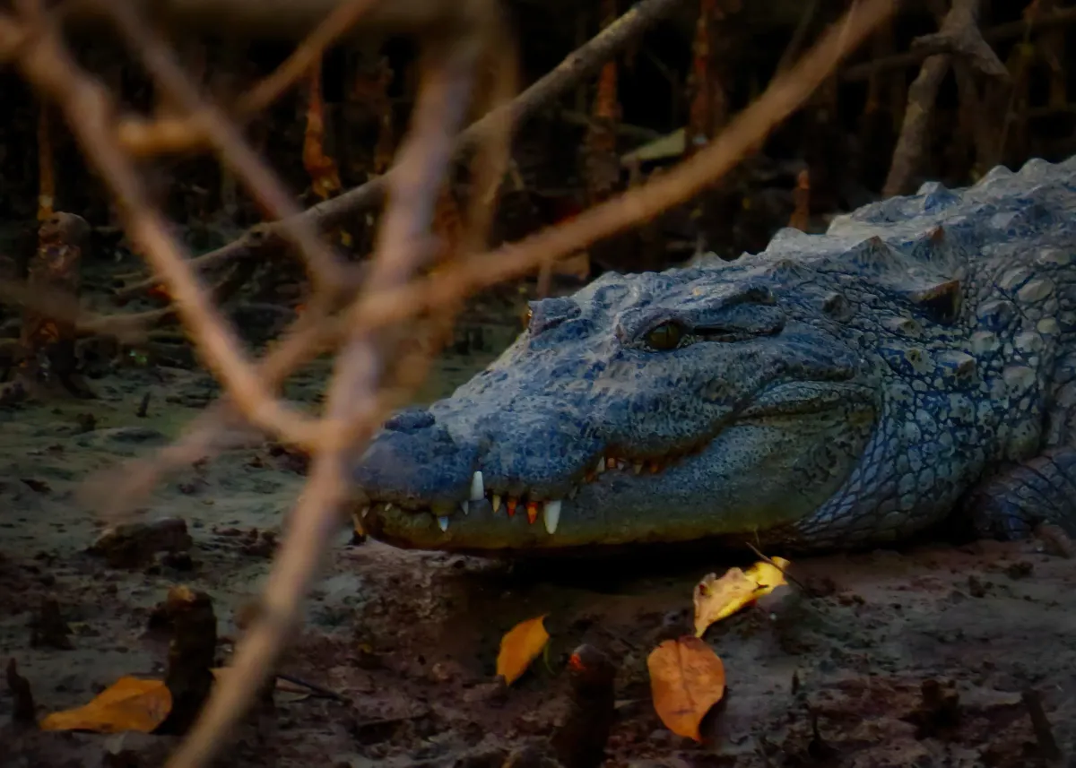 A crocodile spotted in the Mangroves of Goa, India.