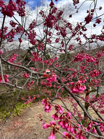 A tiny daruma doll tucked into a branch of blooming cherry blossoms at the Katsuō-ji Temple in Osaka.
