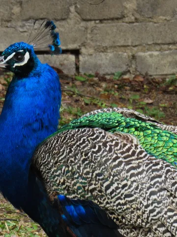 A peacock spotted near Prague Castle in Czechia.