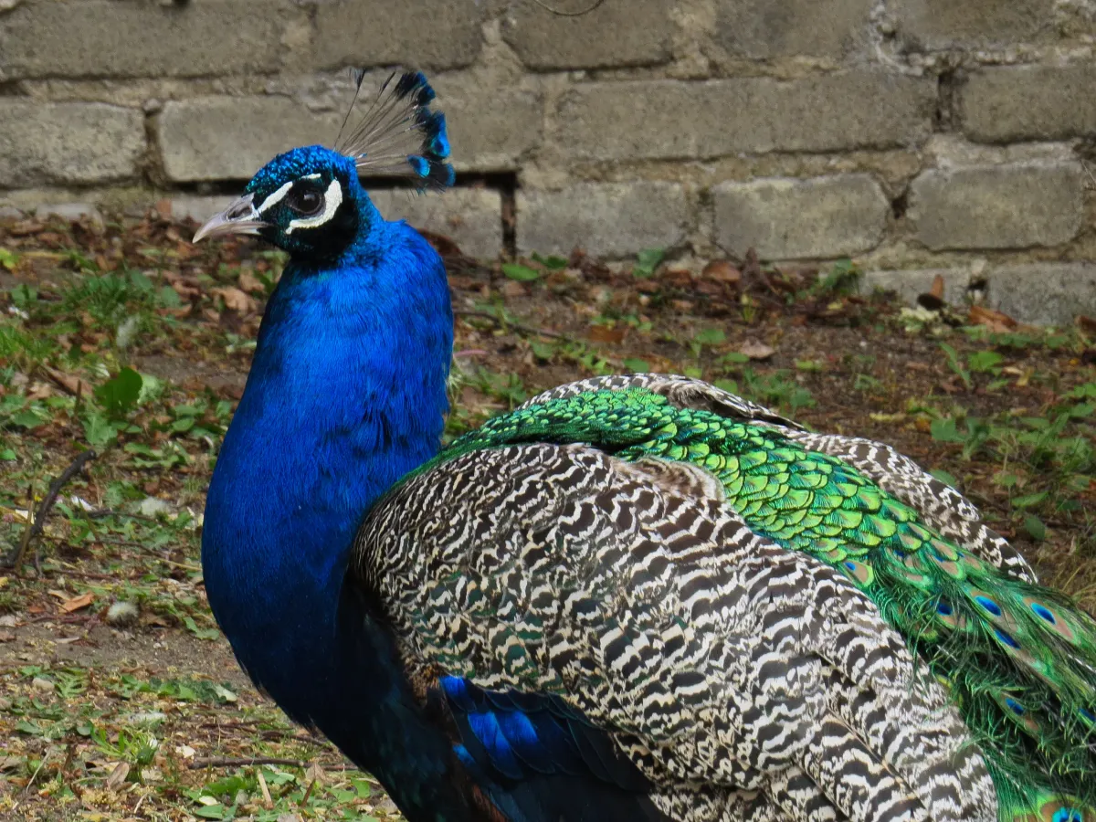 A peacock spotted near Prague Castle in Czechia.