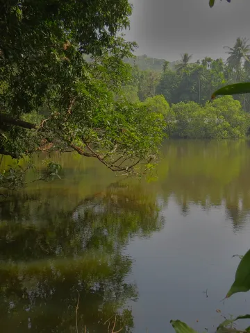 A spice plantation garden home to several South-Asian spices and dried fruit in Goa, India.