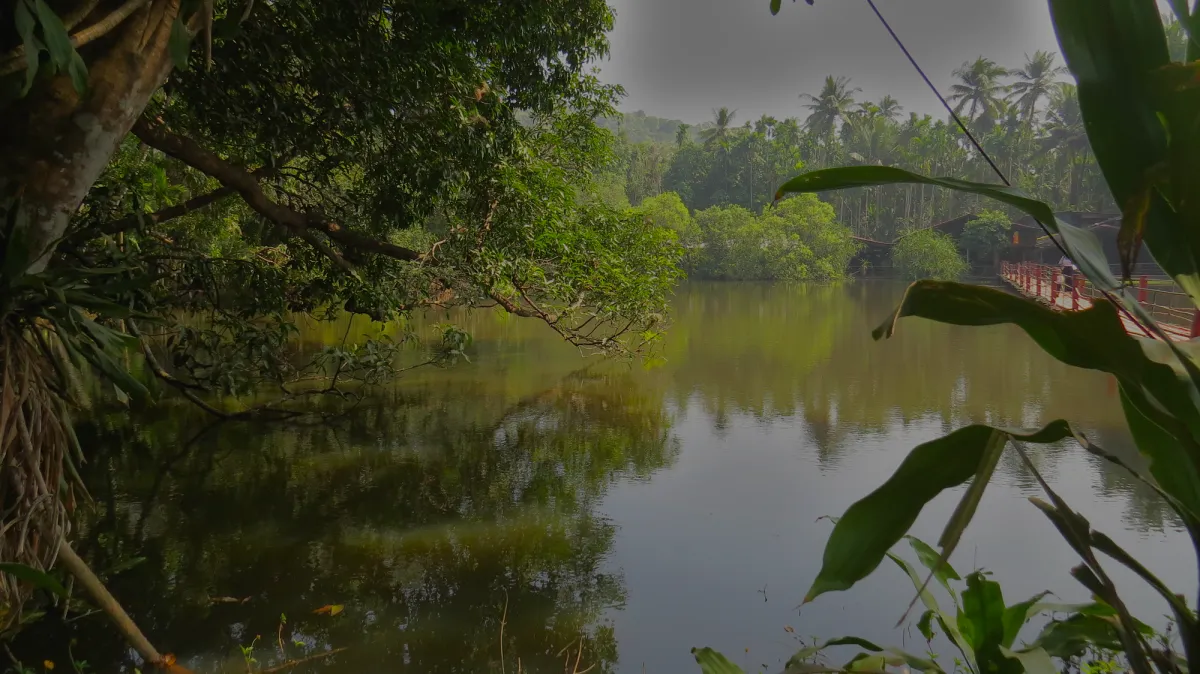 A spice plantation garden home to several South-Asian spices and dried fruit in Goa, India.