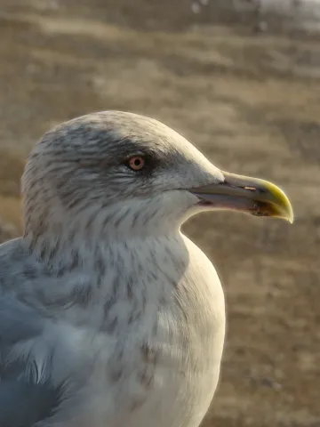 A seagull taking in the summer day at Brighton Pier.