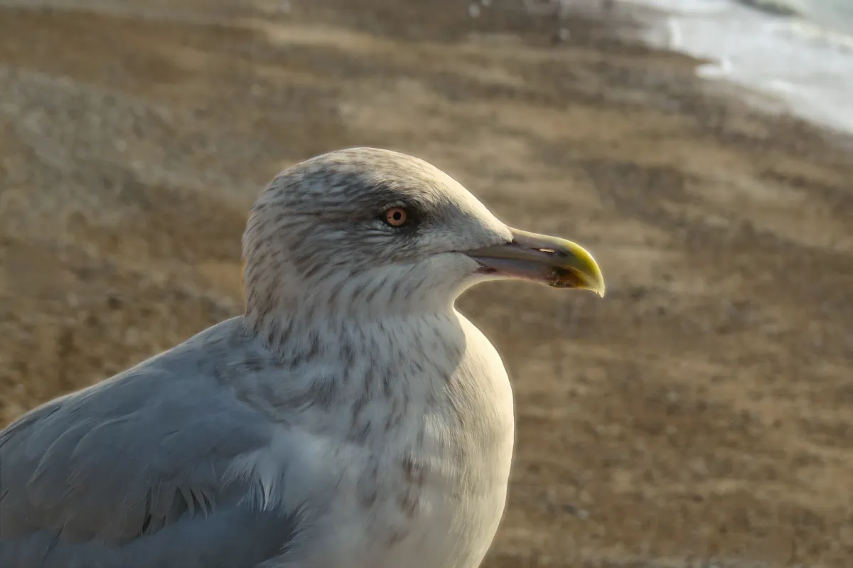 A seagull taking in the summer day at Brighton Pier.