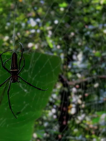 A spider weaving its home in the tropical Mangrove forests of Goa, India.
