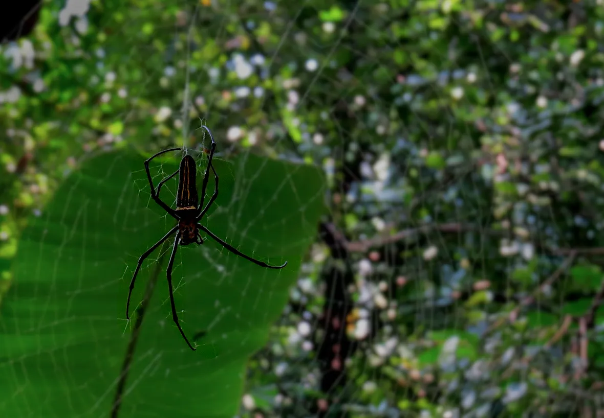 A spider weaving its home in the tropical Mangrove forests of Goa, India.